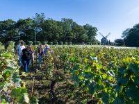vignoble à Sannois