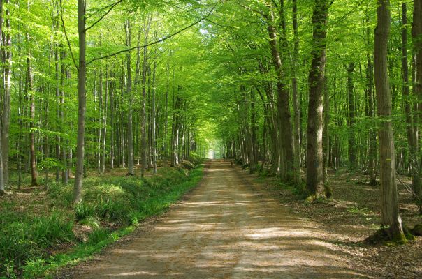 forêt de Montmorency 