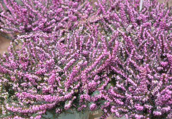 calluna