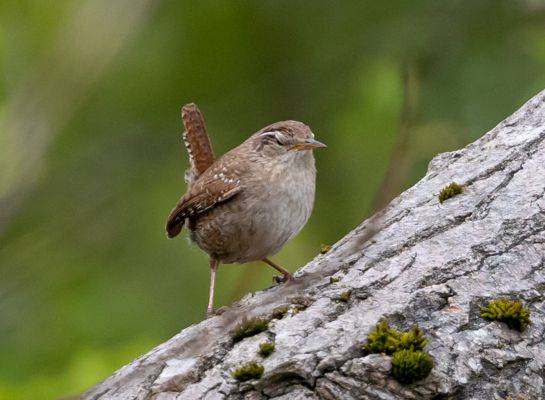 troglodyte mignon