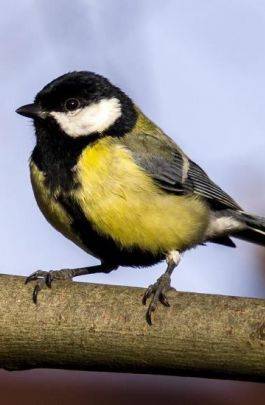 oiseau