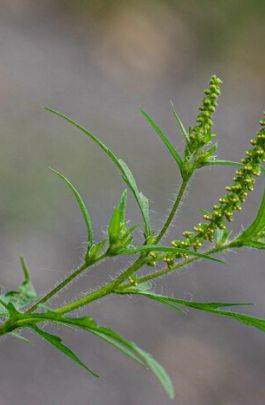 espèces invasives