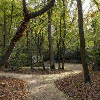 Bois Barrachin Beauchamp