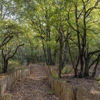 Bois Barrachin Beauchamp