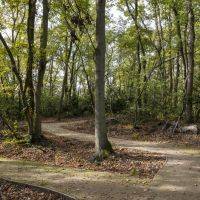 Bois Barrachin Beauchamp