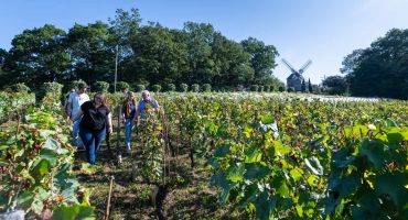 vignoble à Sannois