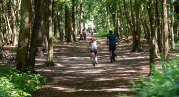 Bois de Boissy