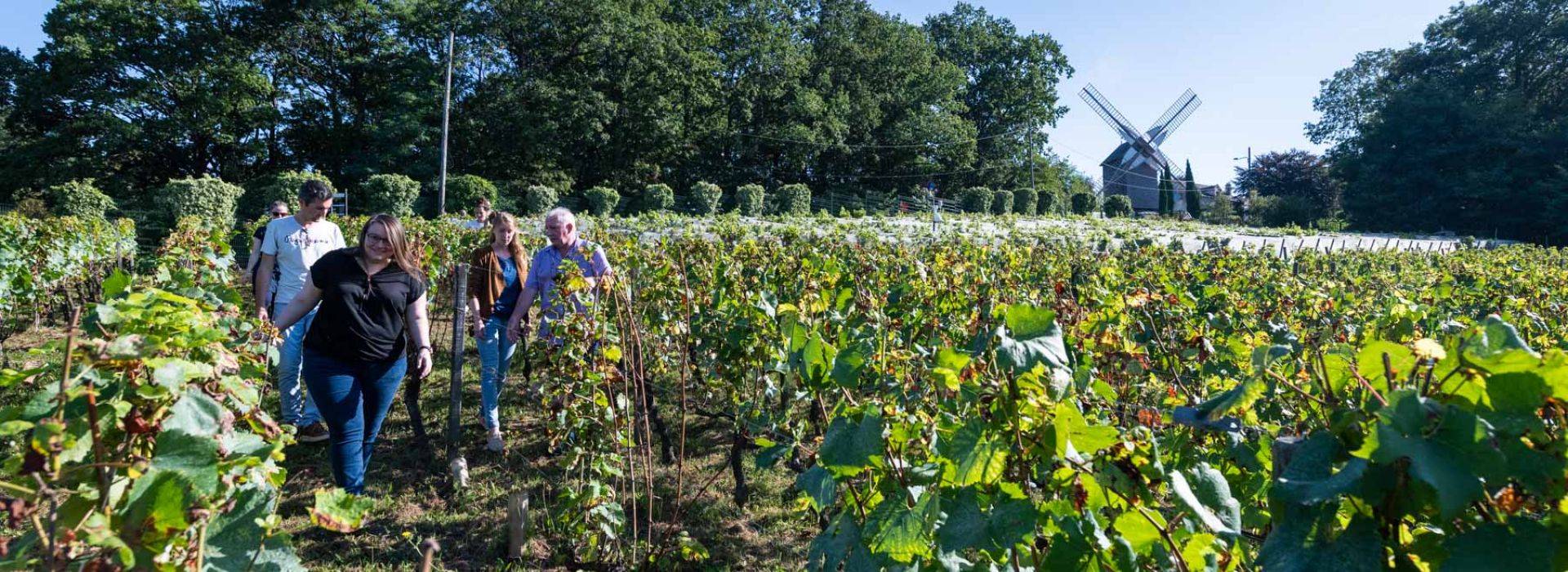 vignoble à Sannois