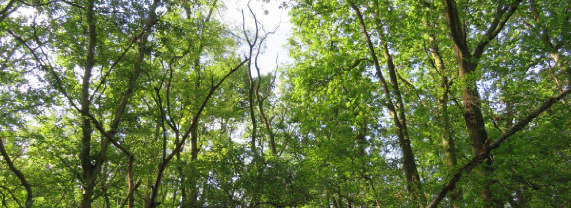 Bois Barrachin