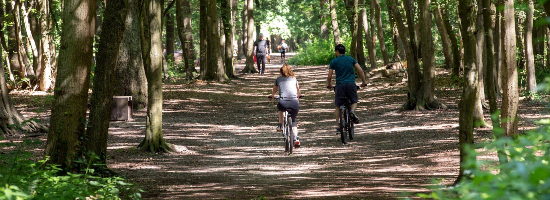 Bois de Boissy
