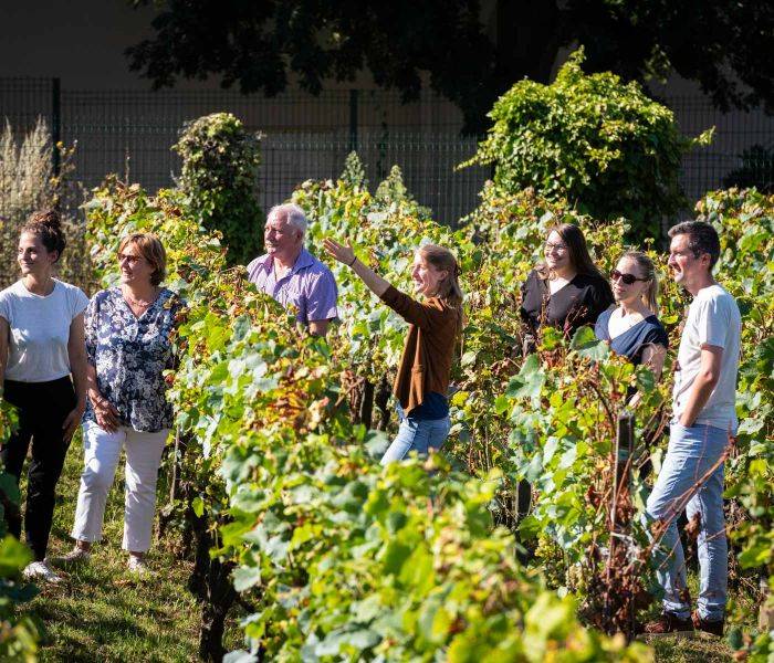 vignoble à Sannois