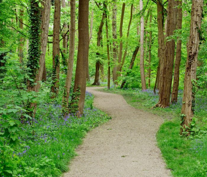 Bois des Aulnaies