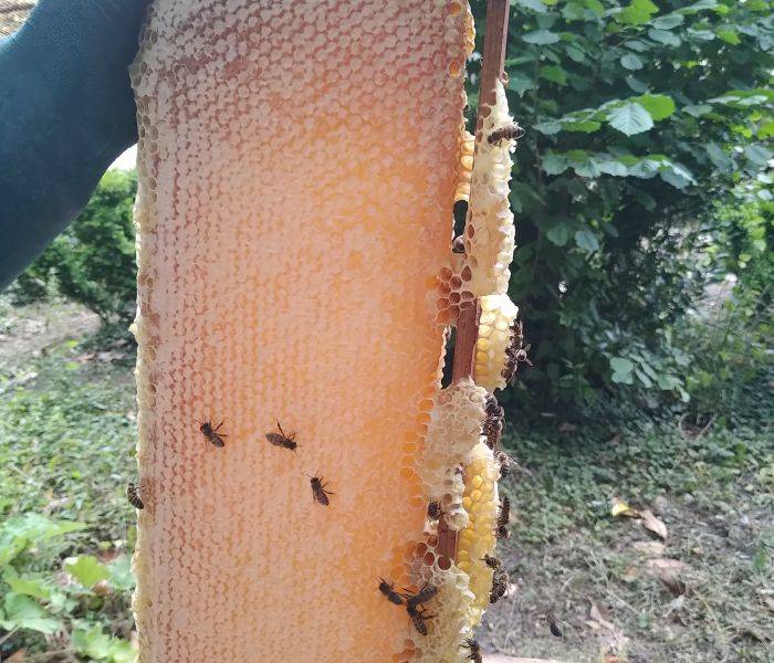 abeilles