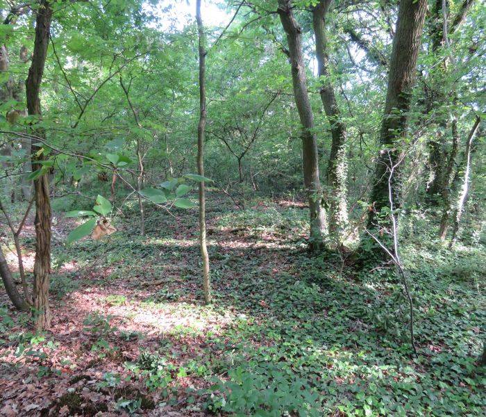 Bois Barrachin