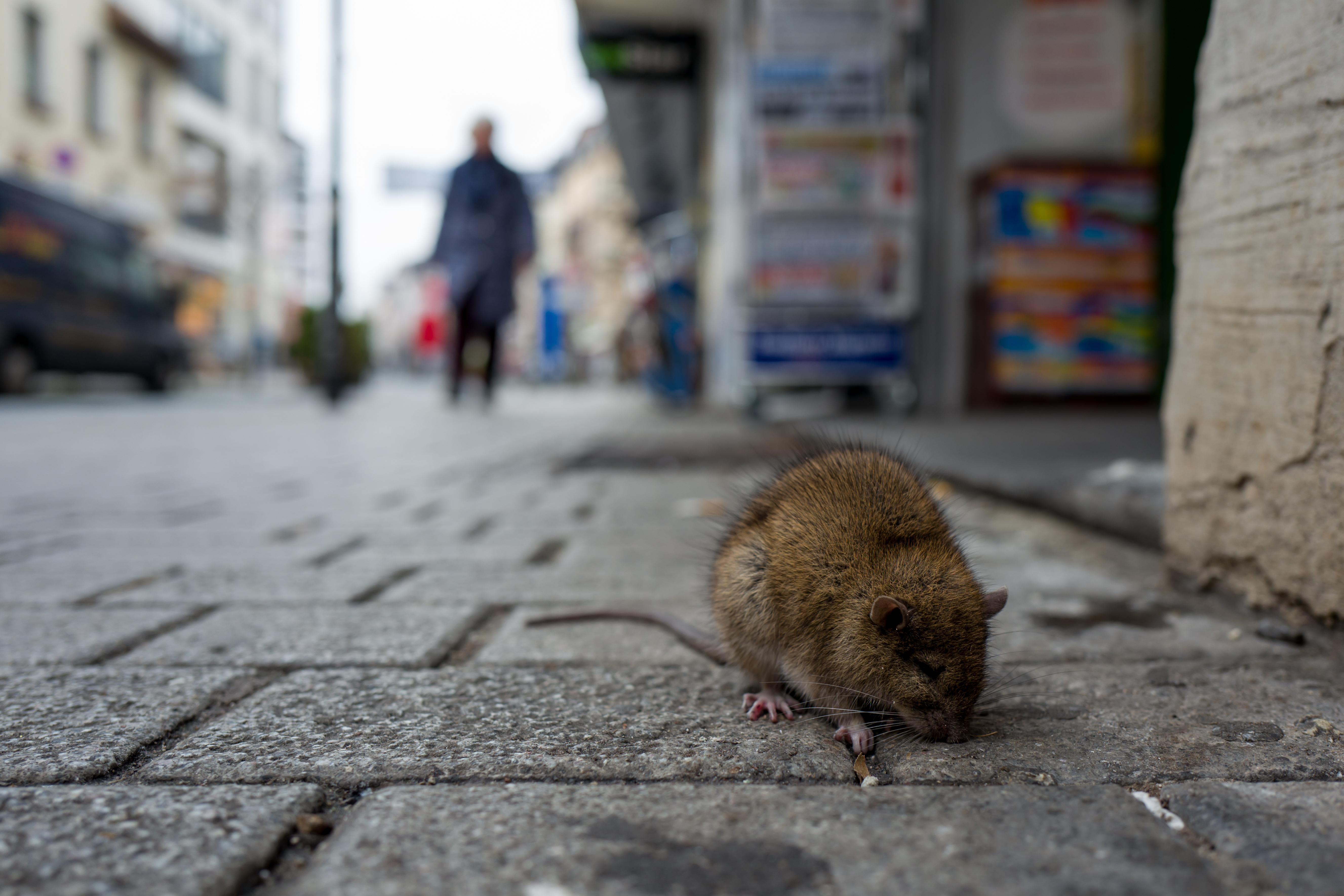 Lutte contre les rats, conseils en dératisation en Val d'Oise, 92 et Paris