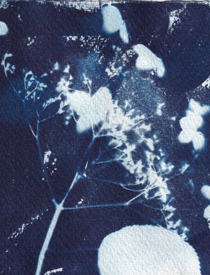 Cyanotype