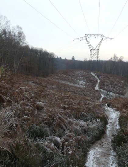 Callune forêt de Montmorency