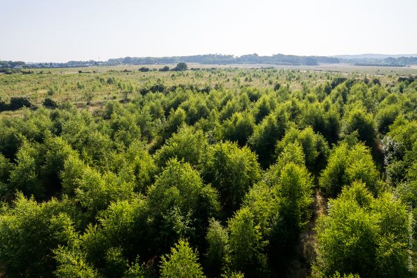 Forêt de Maubuisson ©Carole Desheulles/SMAPP