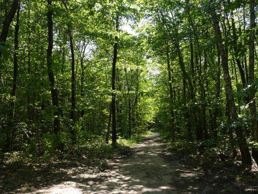 Forêt de Montmorency
