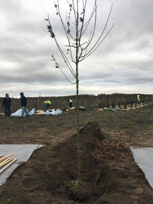 1er arbre planté dans la forêt de Pierrelaye-Bessancourt