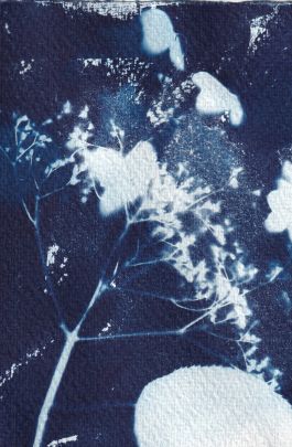 Cyanotype
