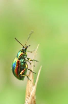 Insecte