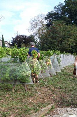 vigne de Sannois