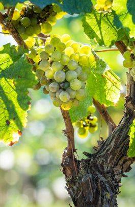 Vigne Sannois