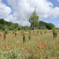 Forêt de Maubuisson