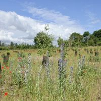 Forêt de Maubuisson