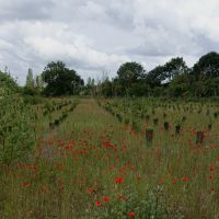 Forêt de Maubuisson
