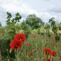 Forêt de Maubuisson
