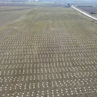 Forêt de Maubuisson