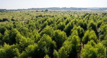 Forêt de Maubuisson