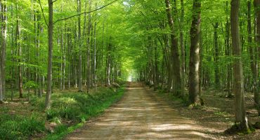 forêt de Montmorency