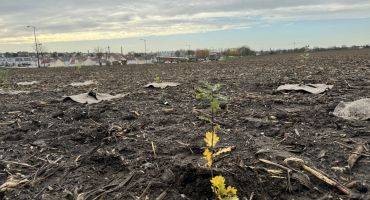 Forêt de Maubuisson